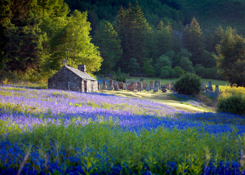 Bluebells at St John's www.glencoephotography.co.uk
