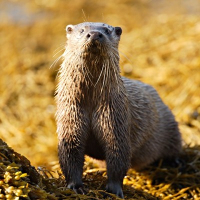 otter,