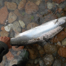 salmon, 