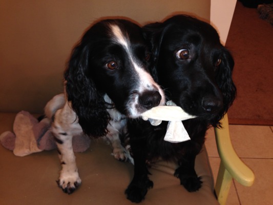 Archie and Tiffin Slinger