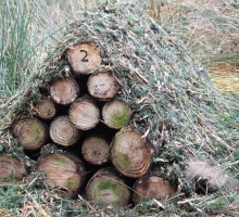 bughotel2-300x200
